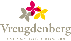 vreugdenberg kalanchoe growers logo